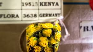 Our best hotels in naivasha kenya. Faire Blumen Aus Kenia Rosenlieferant Fur Europa Archiv