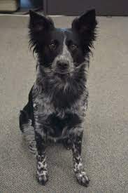 Pistol My Beautiful Border Collie Heeler Mix Dog Breeds Border Collie Mix Puppies Cattle Dog