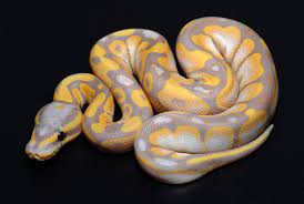 Coral Glow 100 Het Axanthic Ball Python Banana Ghosts Snake