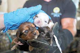 Maybe you would like to learn more about one of these? 60 Dogs Rescued From Belford Home Puppy Mill Two River Times
