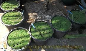 Ternak belut di ember juga menjadi salah satu alternatif lain ternakbelut air cara ternak. Cara Budidaya Belut Di Ember Tentang Kolam Kandang Ternak