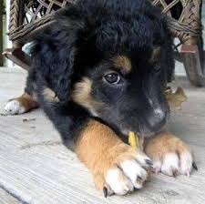 Maybe you would like to learn more about one of these? Vintage Porcelain Border Collie Black And White Collie Border Collie German Shepherd