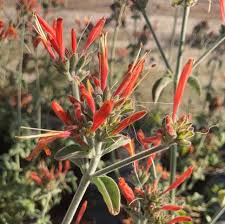 Image result for Dicliptera sp. C