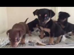 Hillsborough county, tampa, fl id: Miniature Chihuahua X Jack Russell Puppies Youtube