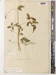 Image result for Cardiospermum corindum