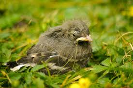 She has rocked countless kooky outfits and trends in her time. Bad Hair Day Free Stock Photos Rgbstock Free Stock Images Marmit January 23 2013 11