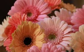 Fiore rosa della gerbera con la fine della goccia di acqua su. Gerbera La Bellezza Della Semplicita Oltreilbalcone