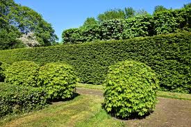 Wann darf ich meine hecke schneiden? á…á… Wann Darf Ich Meine Hecke Im Garten Schneiden á… Gartenscout