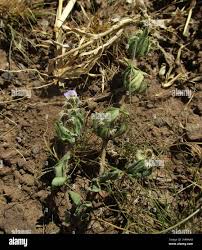 Image result for Blepharis transvaalensis