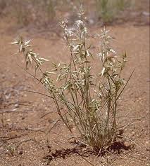 Image result for Enneapogon