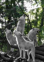 Wolf Song Wolf Dog Arctic Wolf Canis Lupus Arctos