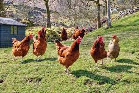 When i am asked to tell my opinion of the best backyard chickens, there are a handful of choices that immediately come to mind. Best Chicken Breeds For Backyard Flocks Mother Earth News