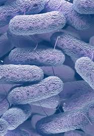 Salmonella bacteria typically live in animal and human intestines and are shed through feces. Insights From Comparative Genomics Of The Genus Salmonella Intechopen