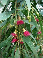 Maybe you would like to learn more about one of these? Eucalyptus Wikipedia