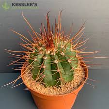 Image result for Erythrococca kirkii