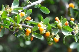 Image result for Ehretia rigida