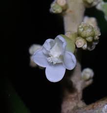 Image result for Lepisanthes senegalensis