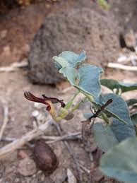 Image result for Plicosepalus amplexicaulis
