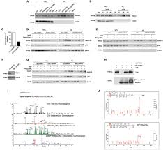 Frontiers Ataxin 3 Links Nod2 And Tlr2 Mediated Innate