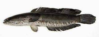 Gambar Ikan Gabus Umpan Ikan Bawal Umpan Ikan Betok Umpan Ikan Gabus Umpan Ikan Gabus Di Danau Umpan Ikan Gabus Paling Jitu Umpan Ikan Lele Fish Animals Whale