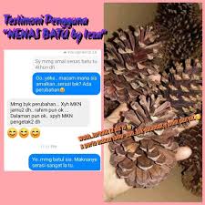 Khasiat nenas batu untuk lelaki. Khasiat Nenas Batu Untuk Lelaki Memerui