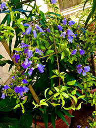 Image result for Sclerochiton harveyanus