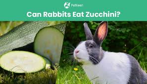 For this reason you should never give your gerbil any fibrous material including cotton wool or pieces of cloth. Can Rabbits Eat Zucchini What You Need To Know Pet Keen