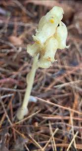 Image result for Xyris capnoides