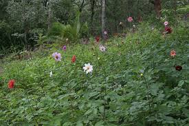 Image result for Dahlia sp. (cultivar)