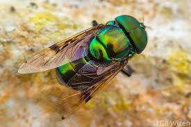Image result for Peddiea orophila