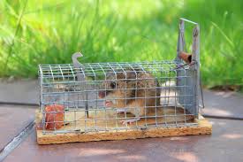 Mouse Live Trap With Captured Mouse Outdoors Mouse Live Trap With Captured Mou Sponsored Paid Paid Live Outd In 2020 Best Mouse Trap Mouse Traps Best Mouse