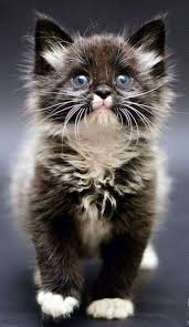 Erstellen Sie Eine Webseite Mit Logo Header Slogan Und Ubersetzer Cats Cats Eine Er Sevimli Hayvan Yavrulari Guzel Kediler Sevimli Kedi Yavrulari