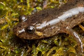 Image result for Dissotis littorale