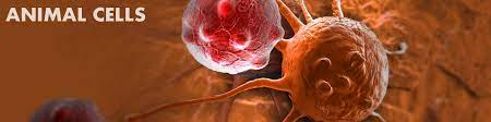 Phagocyte, type of cell that has the ability to ingest, and sometimes digest, foreign particles, such as bacteria, carbon, dust, or dye. Animal Cells Basic Biology