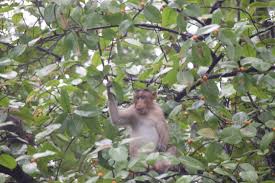 File:Monkey snap - Anish Joshi -SGNP- Borivali.jpg - Wikimedia Commons