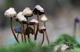 Pin On Fungus And Moss