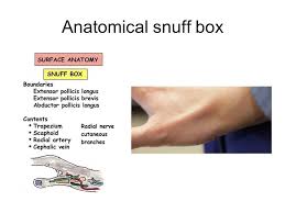 Wrist Hand Long Nguyen Ppt Video Online Download The anatomical snuff box is a surface anatomy feature. wrist hand long nguyen ppt video