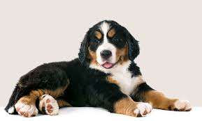Der berner sennenhund ist ein kräftiger hund, der bis zu 70 cm schulterhöhe erreicht. Berner Sennenhund Welpen In Baden Wurttemberg Geboren Im November