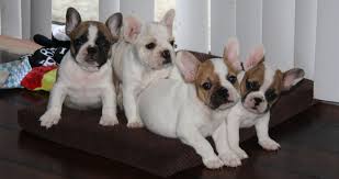 Best friend frenchies is a dog breeder specializing in french bulldogs with puppies for sale. Legendary French Bulldogs Pomeranians Home
