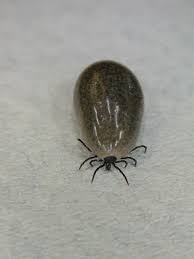 Some species can stay on your dog for three months, others for three years. Tick Removal