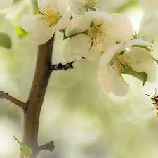Bulgur Hahnchen Pfanne Rezept Hahnchen Pfanne Bulgur Hahnchen