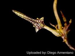 Image result for Ceropegia gracilior