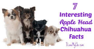 Are they long coat or smooth coat chihuahuas? 7 Interesting Apple Head Chihuahua Facts I Love My Chi