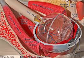 Labeled Eye Model Eye Anatomy Nervous System Anatomy Ear Anatomy