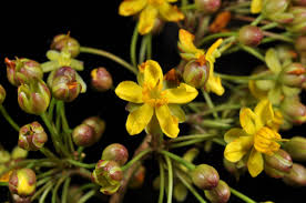 Image result for Campylospermum