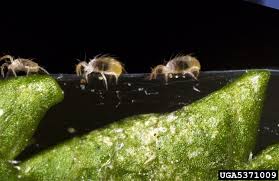 Image result for spotted spider mite