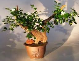 Pineapple palm15+ premium quality tree seeds, exotic palm tree, 80% germination rates, (isla's garden seeds) highest quality seeds. Flowering Dwarf Plum Bonsai Tree Phoenix Graft Carissa Macrocarpa