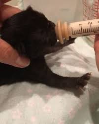 Well, it's not ideal, but it's sure one way to learn how to take care of a cat, and you'll be amazed how much you learn about feline psychology while nursing an. 7 Best Feeding Kittens Ideas Feeding Kittens Kittens Foster Kittens