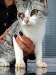 Gozlerimiz Kor Bu Halde Sokaklarda Yasayamayiz Cats Animals