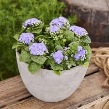 Image result for Ageratum